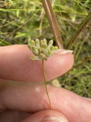 Burmannia capitata image