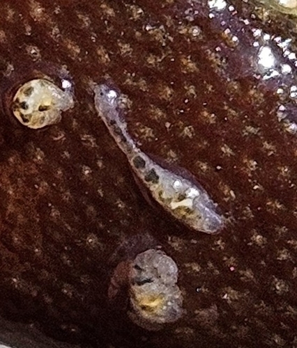 Xironogiton victoriensis