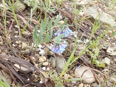 Mertensia lanceolata