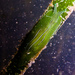 Phyllaplysia - Photo (c) Ken-ichi Ueda, some rights reserved (CC BY)