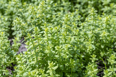 Cruciata glabra krylovii
