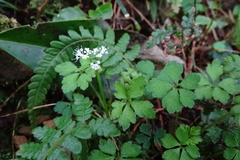 Sanicula petagnioides