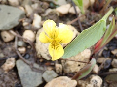 Viola nuttallii