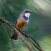 Rufous Whistler - Photo (c) Frédéric Desmoulins, some rights reserved (CC BY-NC), uploaded by Frédéric Desmoulins