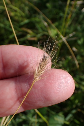 Image of Hordeum secalinum by no rights reserved