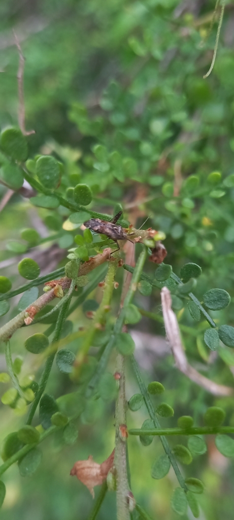 Phytocoris irroratus