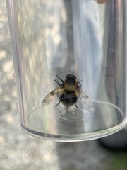 Volucella bombylans