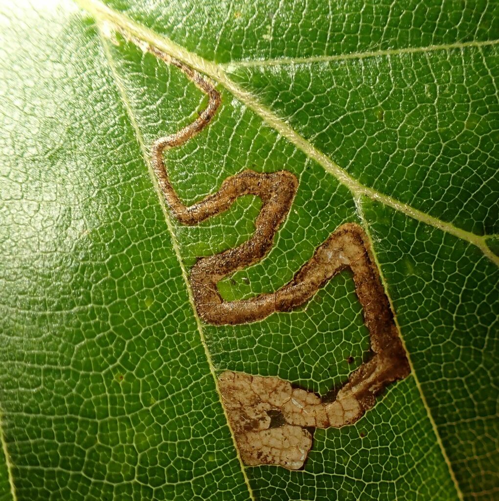 Small Beech Pigmy
