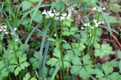 Sanicula petagnioides