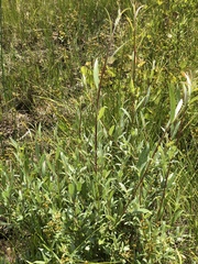 Salix sericea