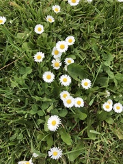 Bellis perennis