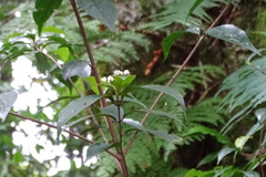 Viburnum integrifolium