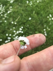 Bellis perennis