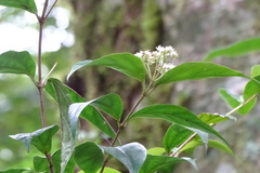 Viburnum integrifolium