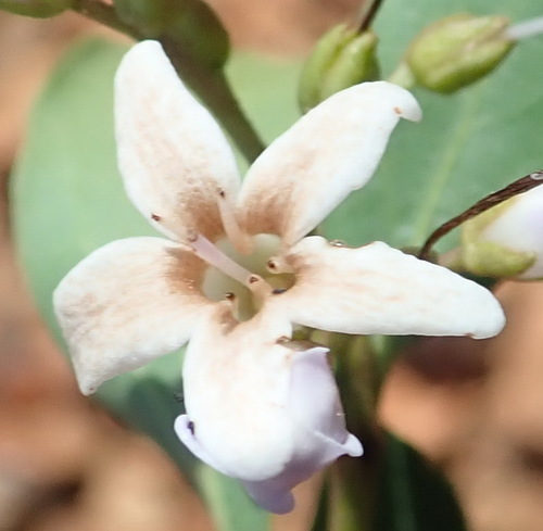 Ehretia rigida (Ehretia rigida)