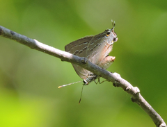Satyrium caryaevorus