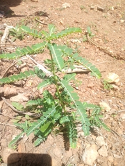 Tracheophyta
