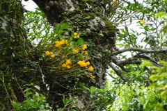 Dendrobium chryseum
