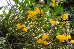 Dendrobium chryseum