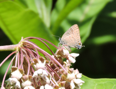 Satyrium caryaevorus