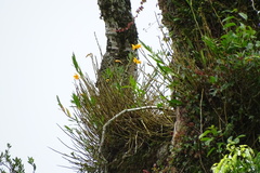 Dendrobium chryseum