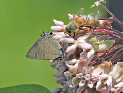 Satyrium caryaevorus