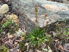 Tofieldia coccinea