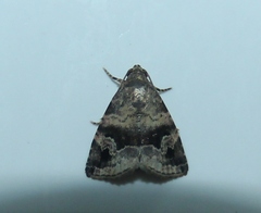 Noctuidae