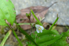 Mazus alpinus