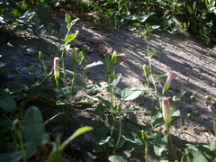 Convolvulus arvensis
