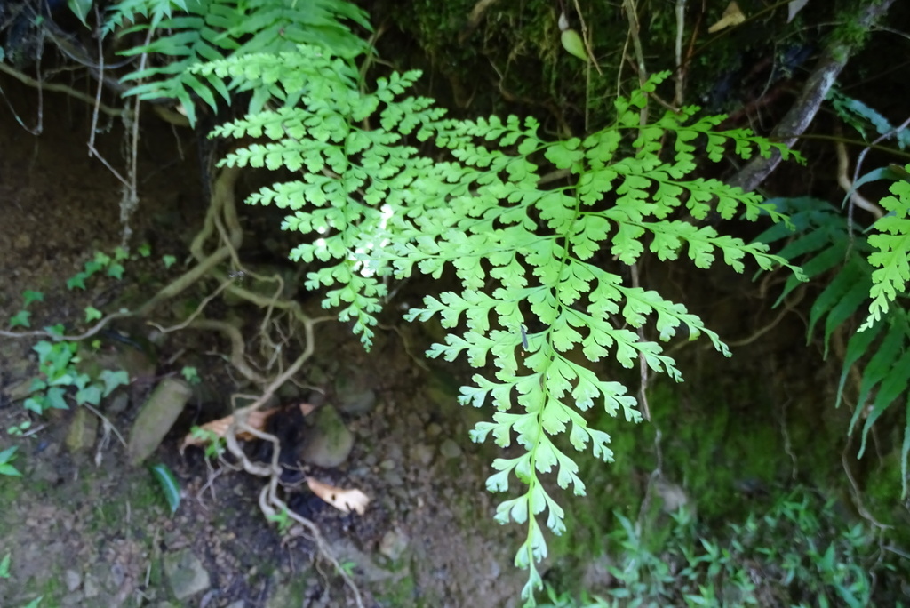 Hypodematiaceae