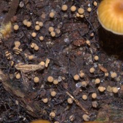 Cribraria aurantiaca