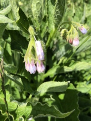 Symphytum officinale