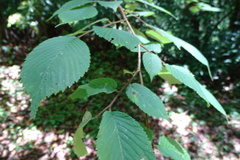 Ulmus uyematsui