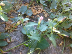 Convolvulus arvensis