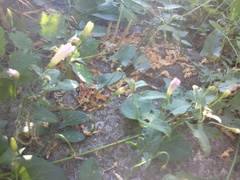 Convolvulus arvensis