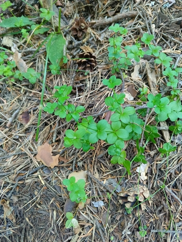 Image of Galium rotundifolium by (c) Maria Kohanovskaya, some rights reserved (CC BY)