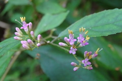 Callicarpa randaiensis