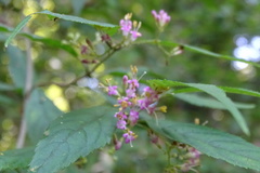 Callicarpa randaiensis