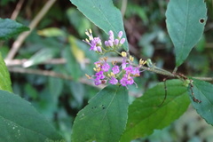 Callicarpa randaiensis