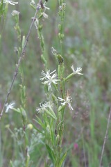 Silene tatarica