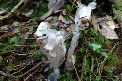 Monotropastrum humile