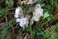 Monotropastrum humile