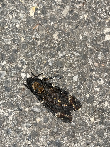 Acherontia atropos