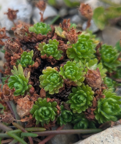 tufted saxifrage