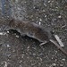 Laxmann's Shrew - Photo (c) Ольга Курякова, some rights reserved (CC BY-NC), uploaded by Ольга Курякова