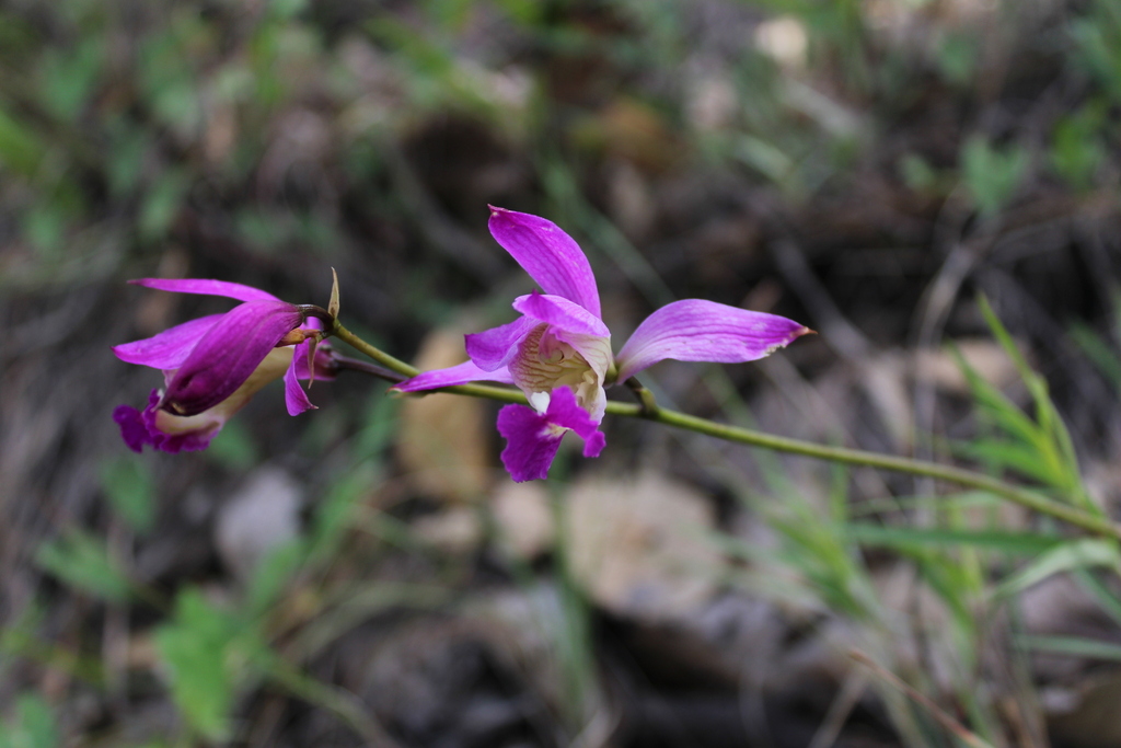 Bletia macristhmochila