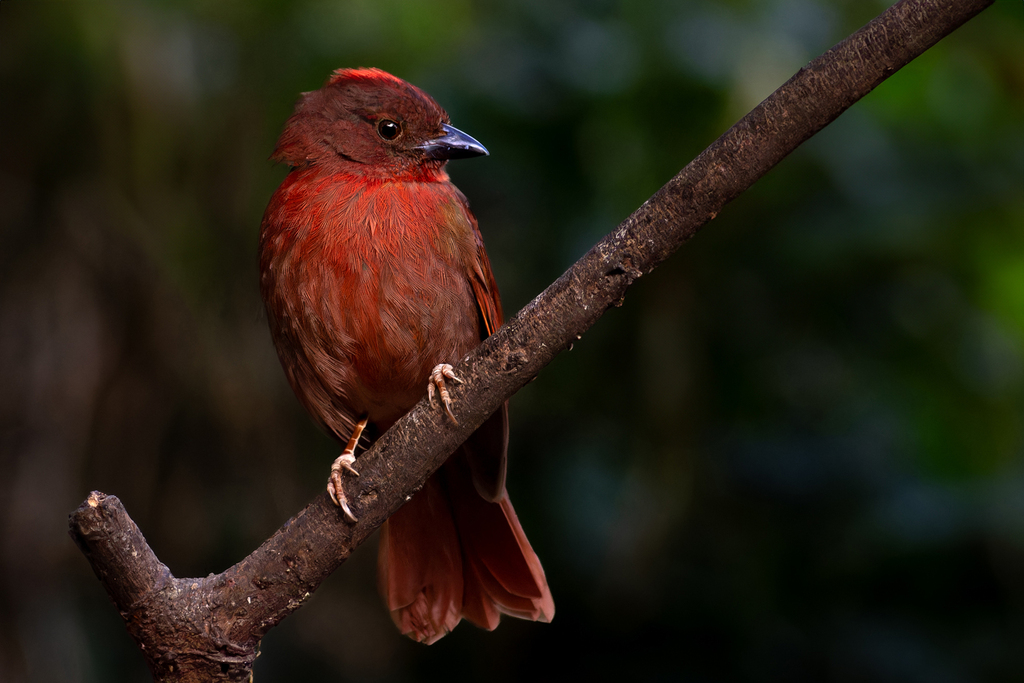 Red-crowned Ant-Tanager photo