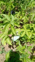 Lepidoptera