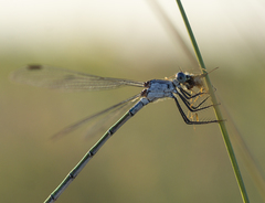 Lestes macrostigma